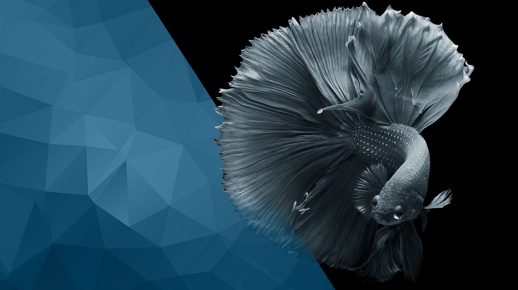 pesce -betta spledens