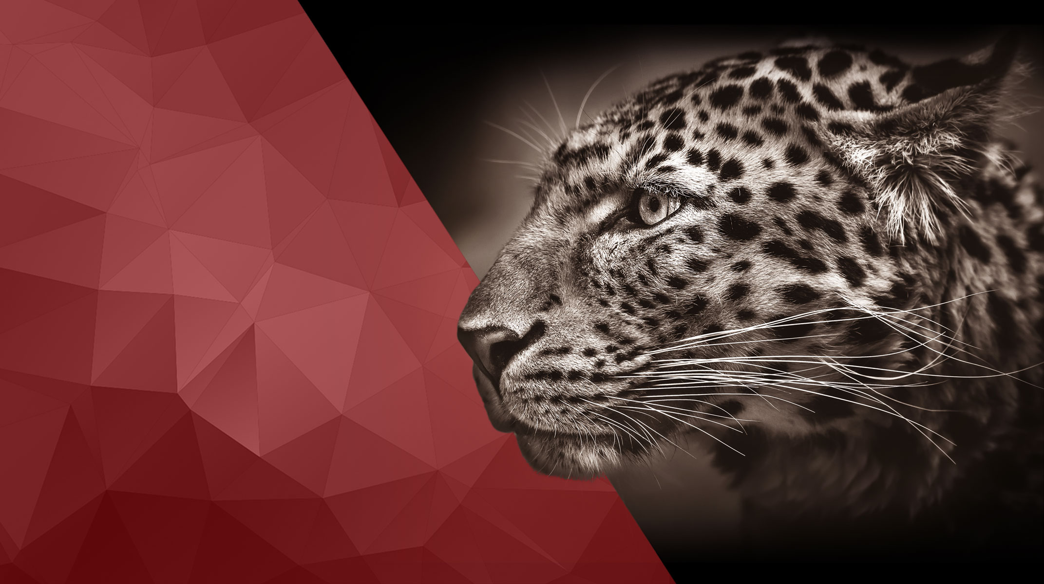 leopardo