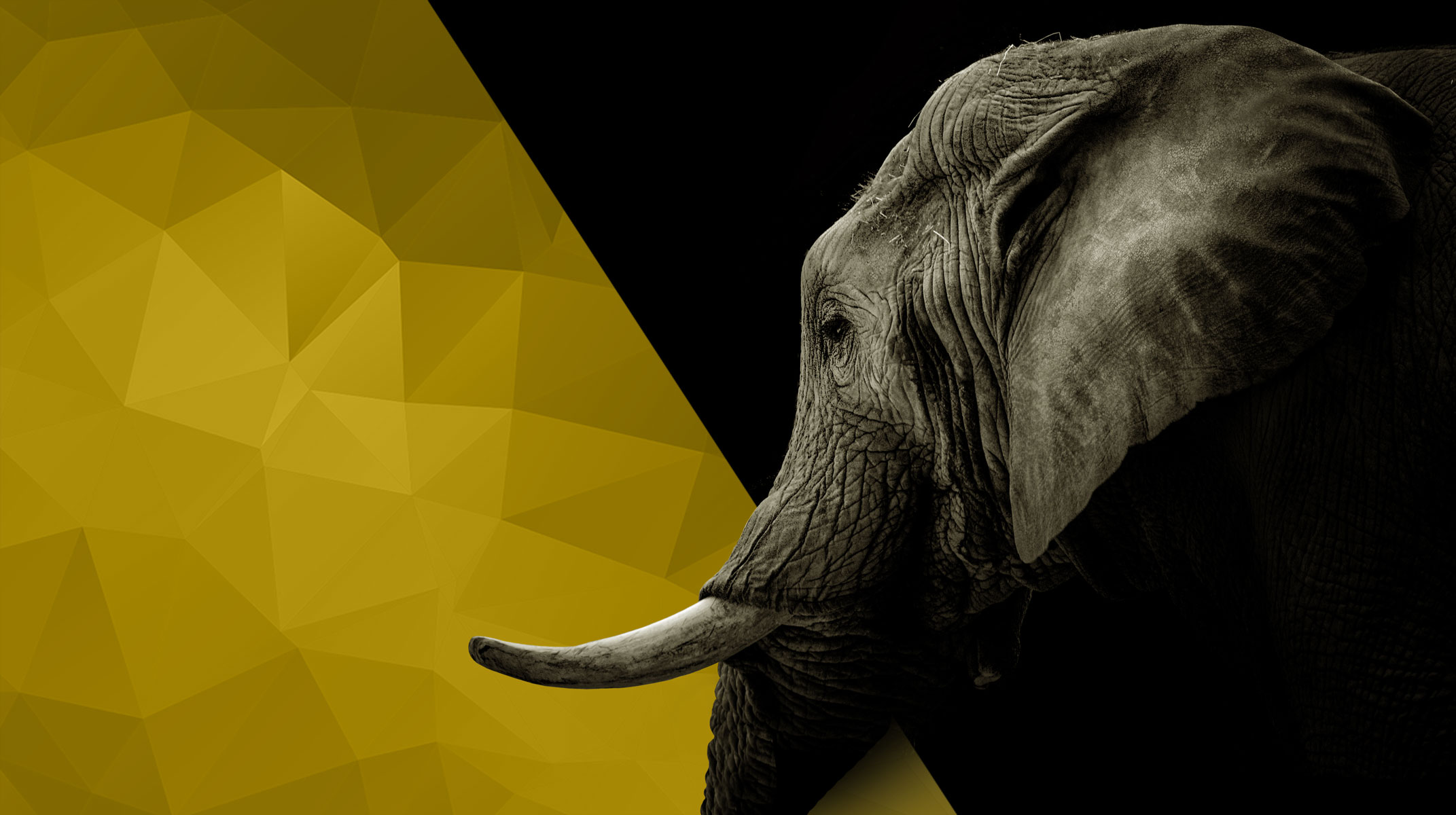 elefante
